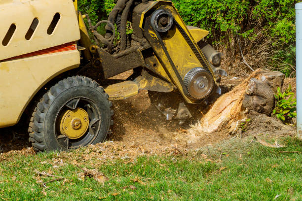 Professional Tree Removal in Boaz, AL