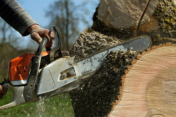 How Our Tree Care Process Works  in  Boaz, AL